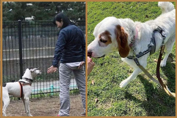 動物支援活動　第17回　(2026.10)